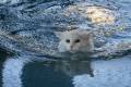 Zwemmende kat